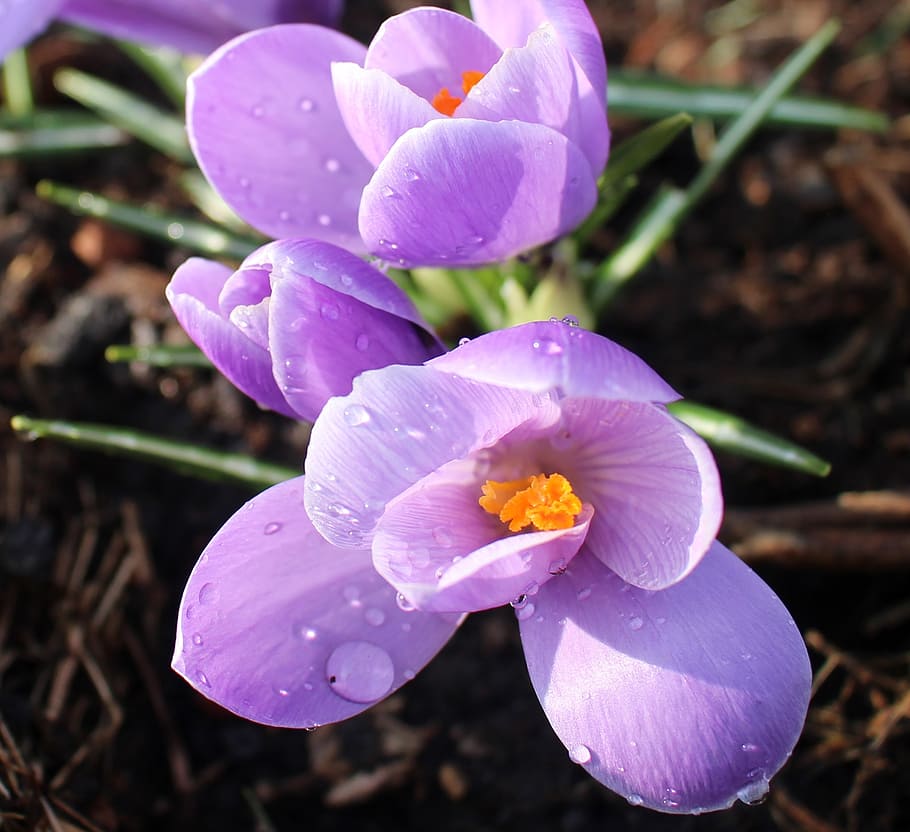 flowers, crocus, purple, beaded, spring, signs of spring, park, flower, flowering plant, petal