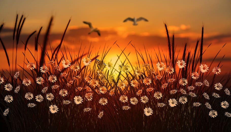 two, birds, flying, white, flowers, grasses, wallpaper, sunset, grass, halme
