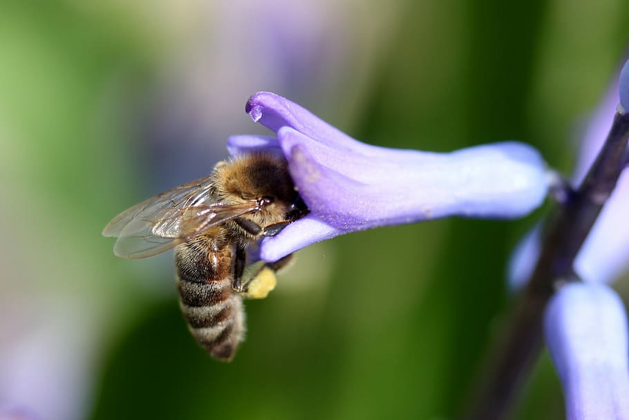 jacinto, abeja, polinización, azul, insecta, pétalos, primavera, naturaleza, Flor, planta floreciente