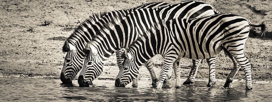 three, zebras drinking water, zebra, safari, wildlife, savanna, nature, monotone, animal themes, animal wildlife