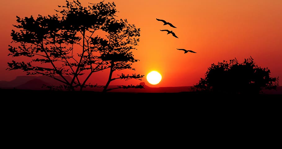 puesta de sol, árboles, naturaleza, pájaros, paisaje, árbol, tarde, naranja, escénico, crepúsculo