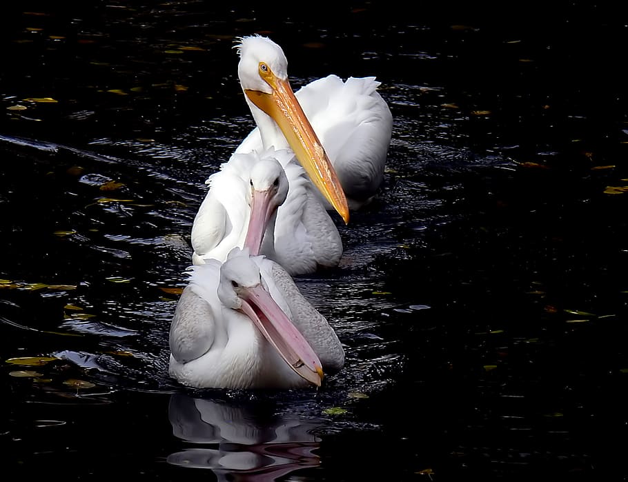 Pelicans, three white pelicans, water, animals in the wild, animal, animal themes, bird, lake, vertebrate, animal wildlife