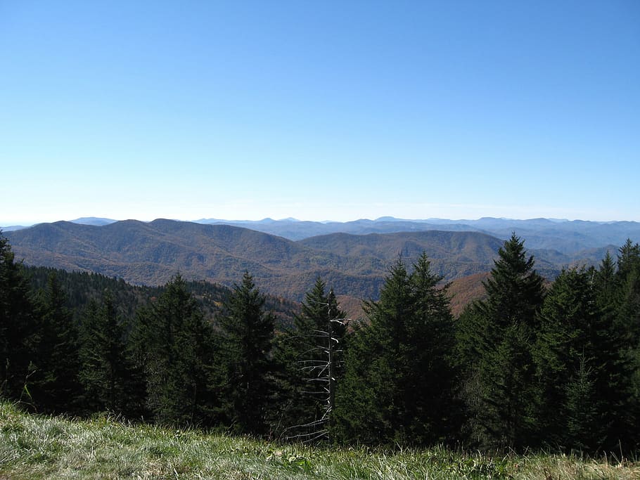 verde, pinos, claro, azul, cielo, Parkway, Blue Ridge, montañas, otoño, paisaje