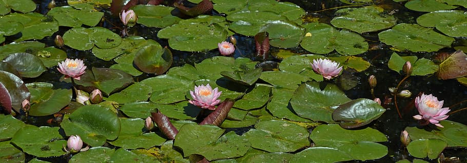 water lilies, lily pond, water lily, nature, pond, plant, water, aquatic plant, pond plant, water rose