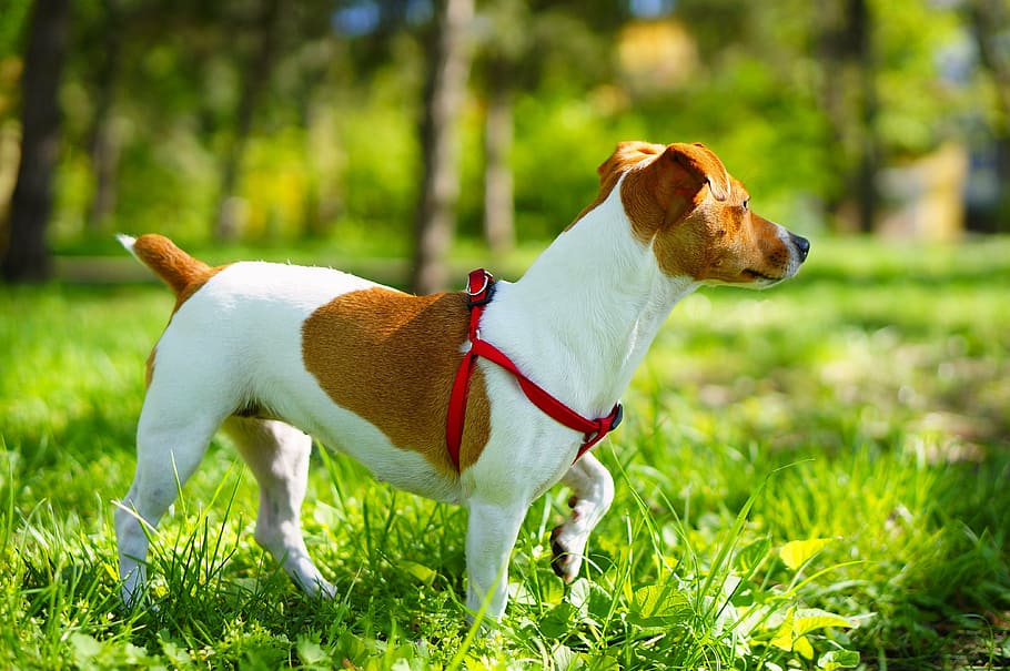 jack russell, terrier, a little dog, brown spots, domestic, pets, domestic animals, mammal, animal themes, dog