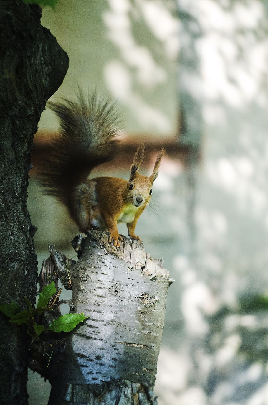 squirrel, tree branch, treese, animal, red, nature, wild, natural, mammal, hunting