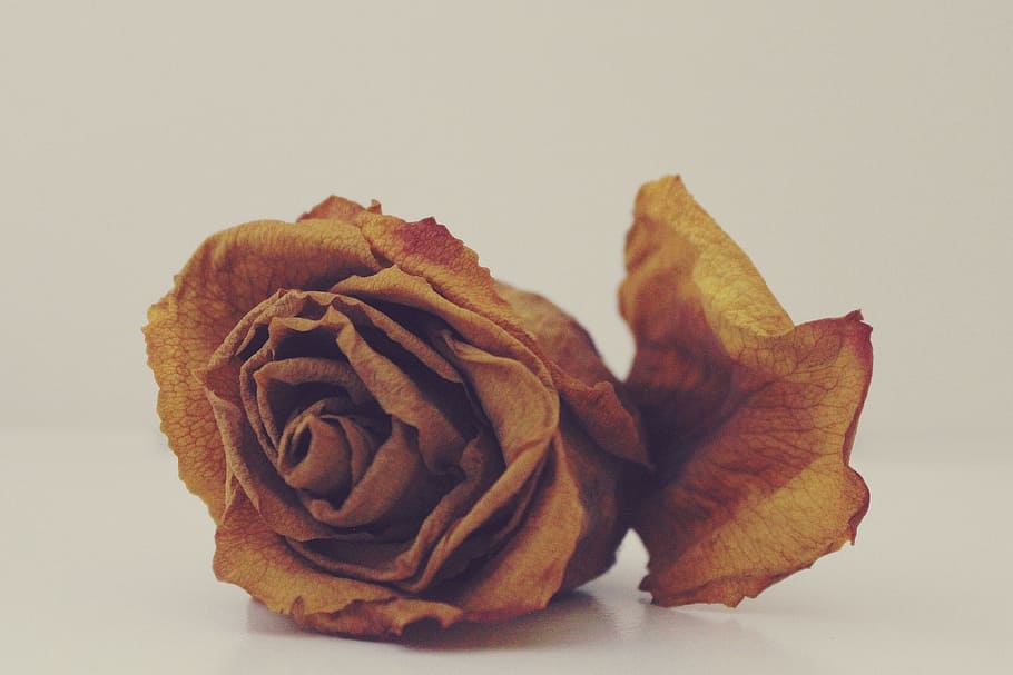 dry, rose, withered, faded, transient, flower, close, dried, petals, withered bloom