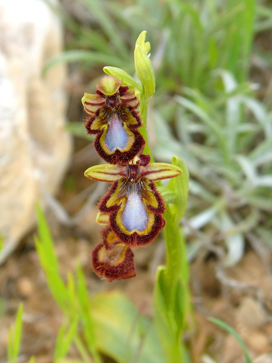ophrys speculum, apiary, abellera, orchid, priorat, montsant, nature, plant, leaf, outdoors