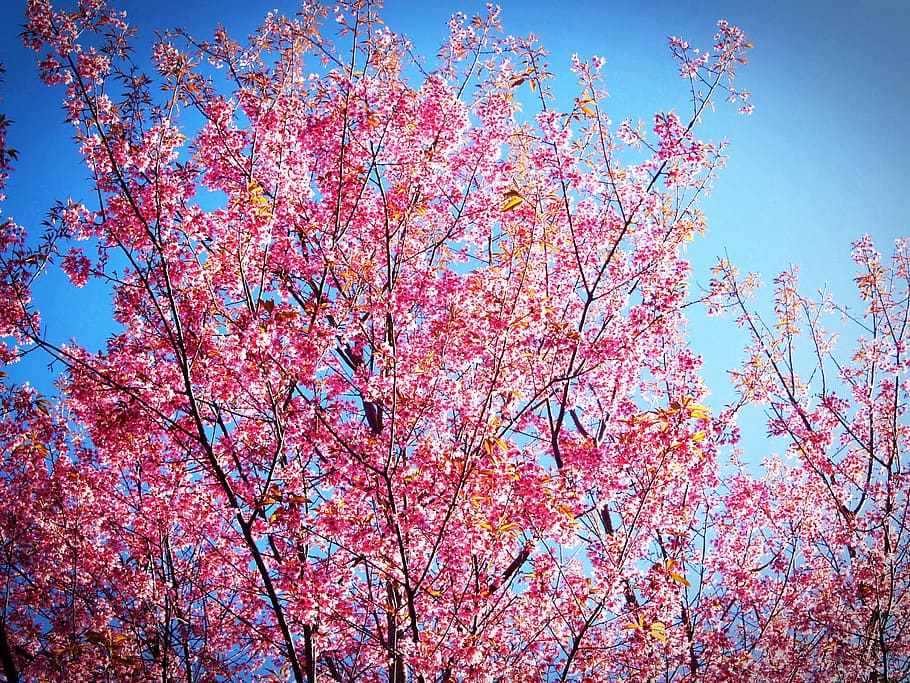 rosa, árbol floreciente, durante el día, sakura, flor, prunus cerasoides, cerezo silvestre del himalaya, tailandia, florece en la montaña phu lom lo, phitsanulok