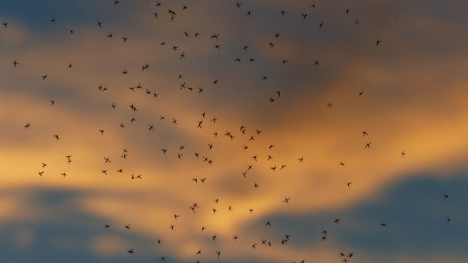 flight of bird, dance schools, mosquitoes, mass, en masse, bulk deposits, mosquito swarm, swarm, fliegenschwarm, back light
