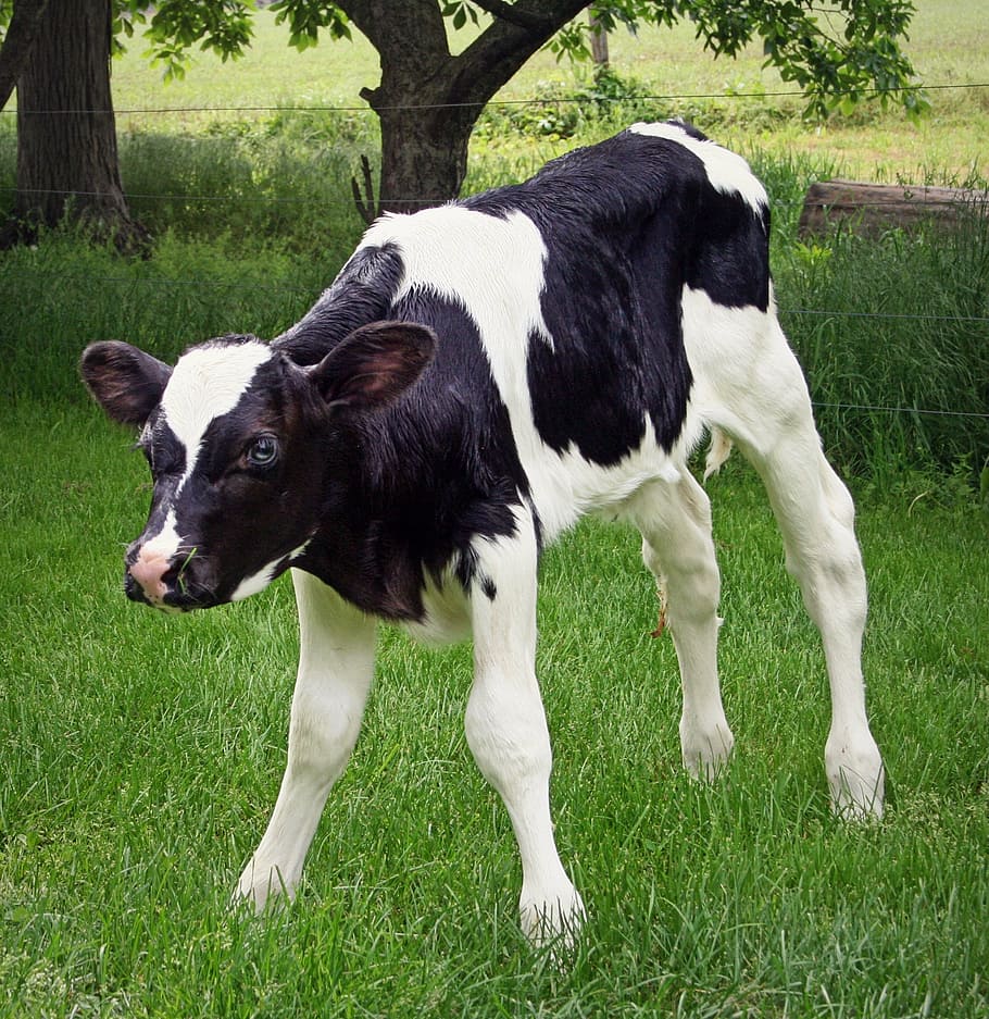 white, black, cow, calf, holstein, livestock, dairy, bovine, plant, mammal