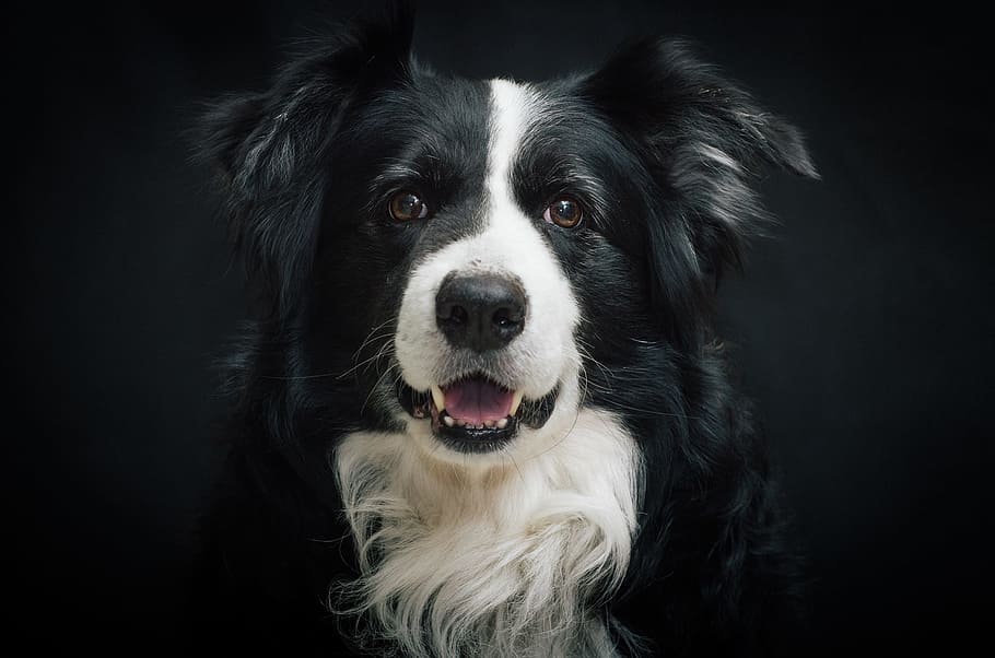 adulto, blanco, negro, blanco y negro, Border Collie, perro, retrato, lindo, canino, mirando