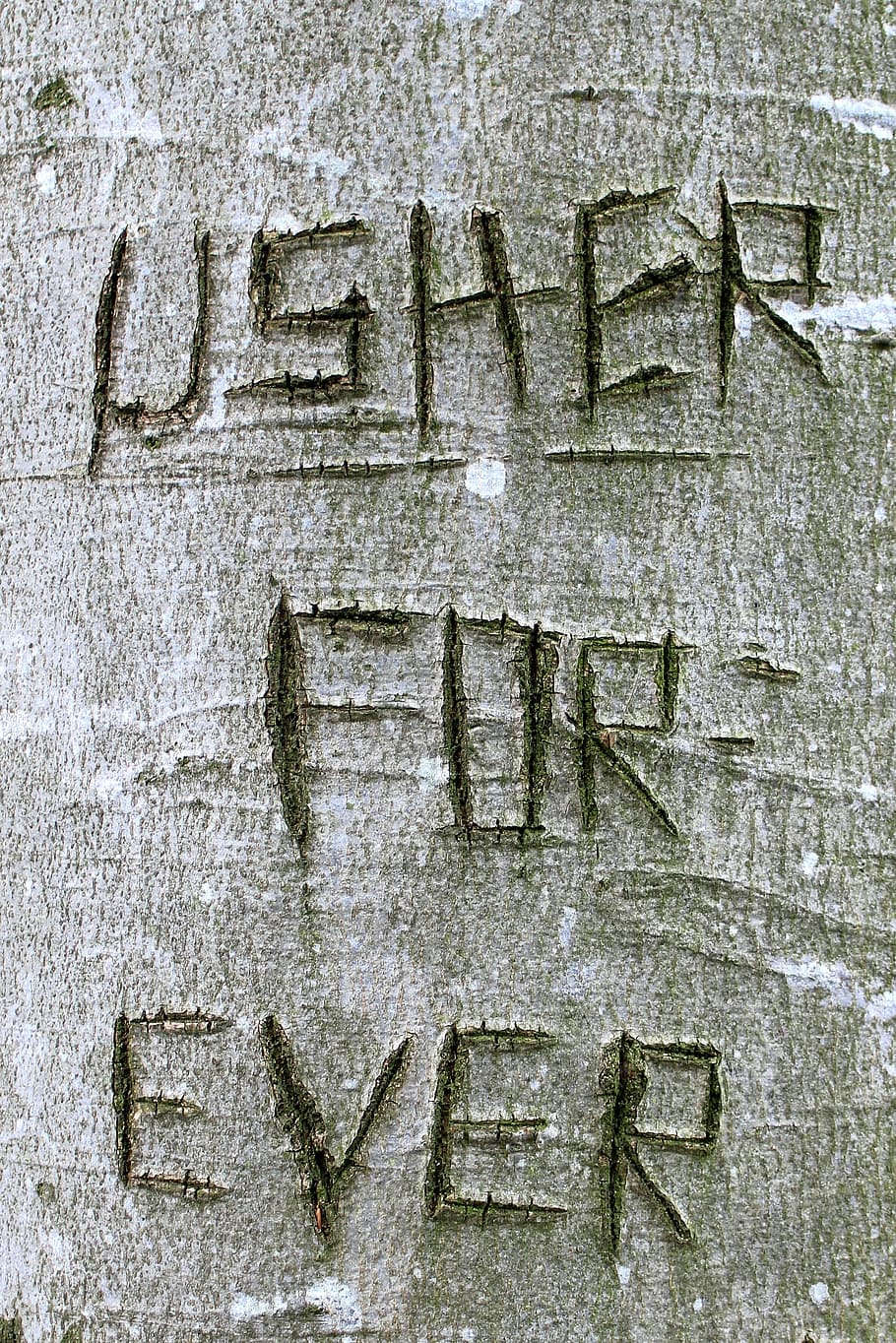 Tree, Carved, Symbol, Engraved, name, eingeritzter tree, tree bark, close, letter, letters