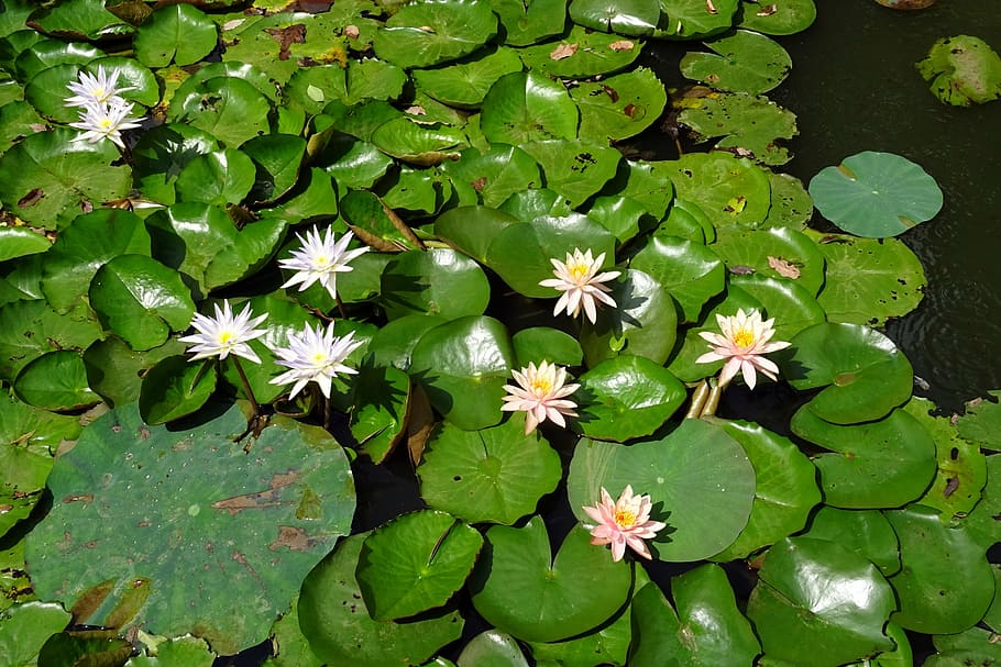 lily, peach glow, nymphaeaceae, nymphaea caerulea, blue water lily, sacred blue lily, flower, pond, water, aquatic