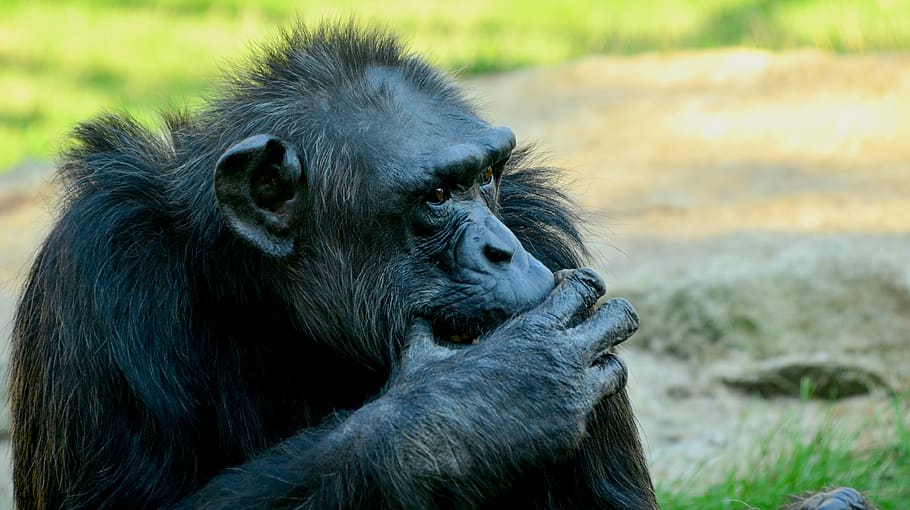 cómic, chimpansee, primer plano, animal, chimpancé, vida silvestre, mono, cara, salvaje, África