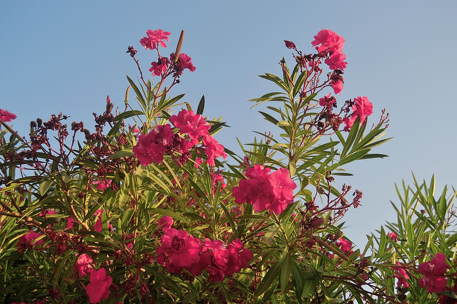 oleander, rhododendron, pink flowers, flowers, flowery, plant, flower, flowering plant, pink color, sky