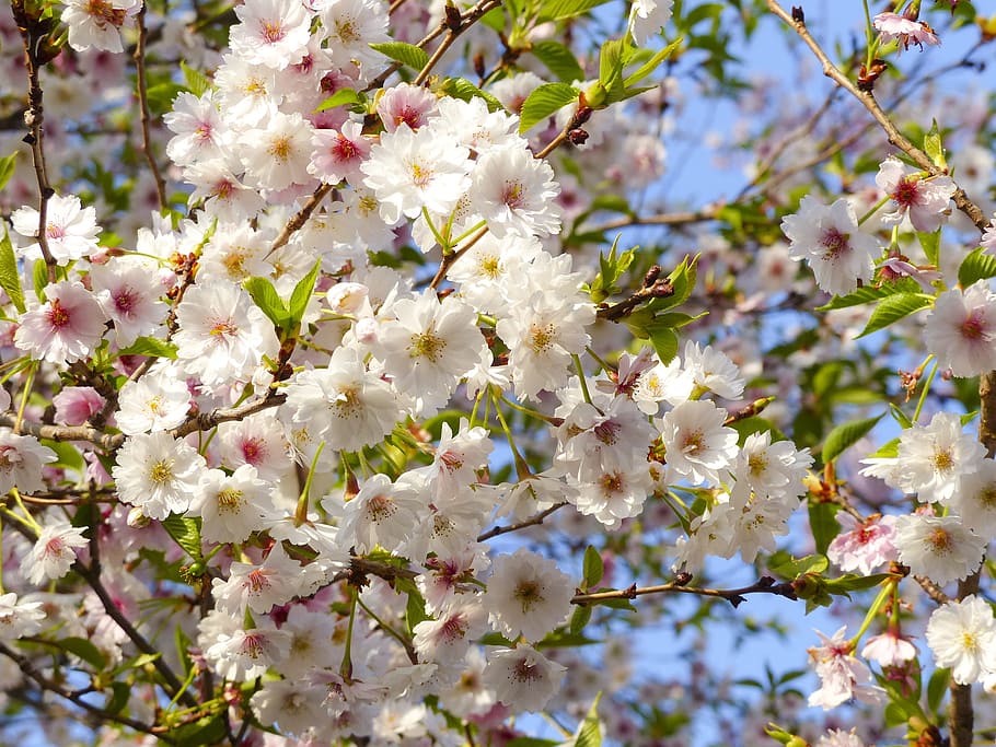 close-up photo, white, pink, petaled flowers, Sakura, Cherry Blossom, Japan, Kyoto, flower, asia