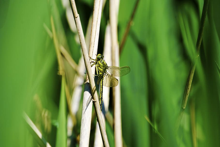 dragonfly, grass, wing, close, nature, animal, wand dragonfly, shiny, insect, texture