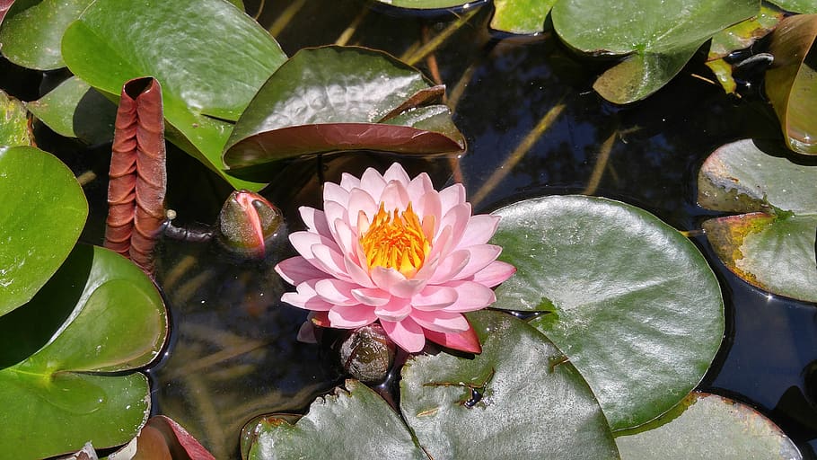 lotus, webdesign company, mountain lake, leaf, plant part, flower, water, water lily, lake, plant
