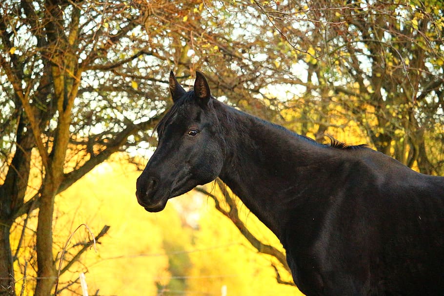 black, horse, green, tree, autumn, rap, mare, thoroughbred arabian, fall foliage, horse head