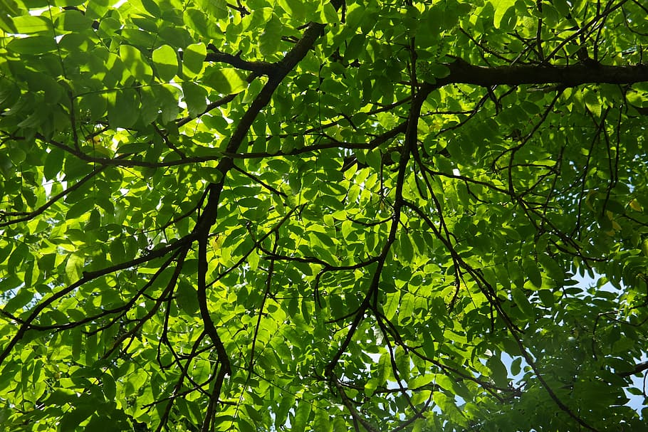 Rama, hojas, verde, luz de fondo, pterocarya fraxinifolia, árbol de hoja caduca, nuez de ala, árbol, arboleda, cultivo de nuez
