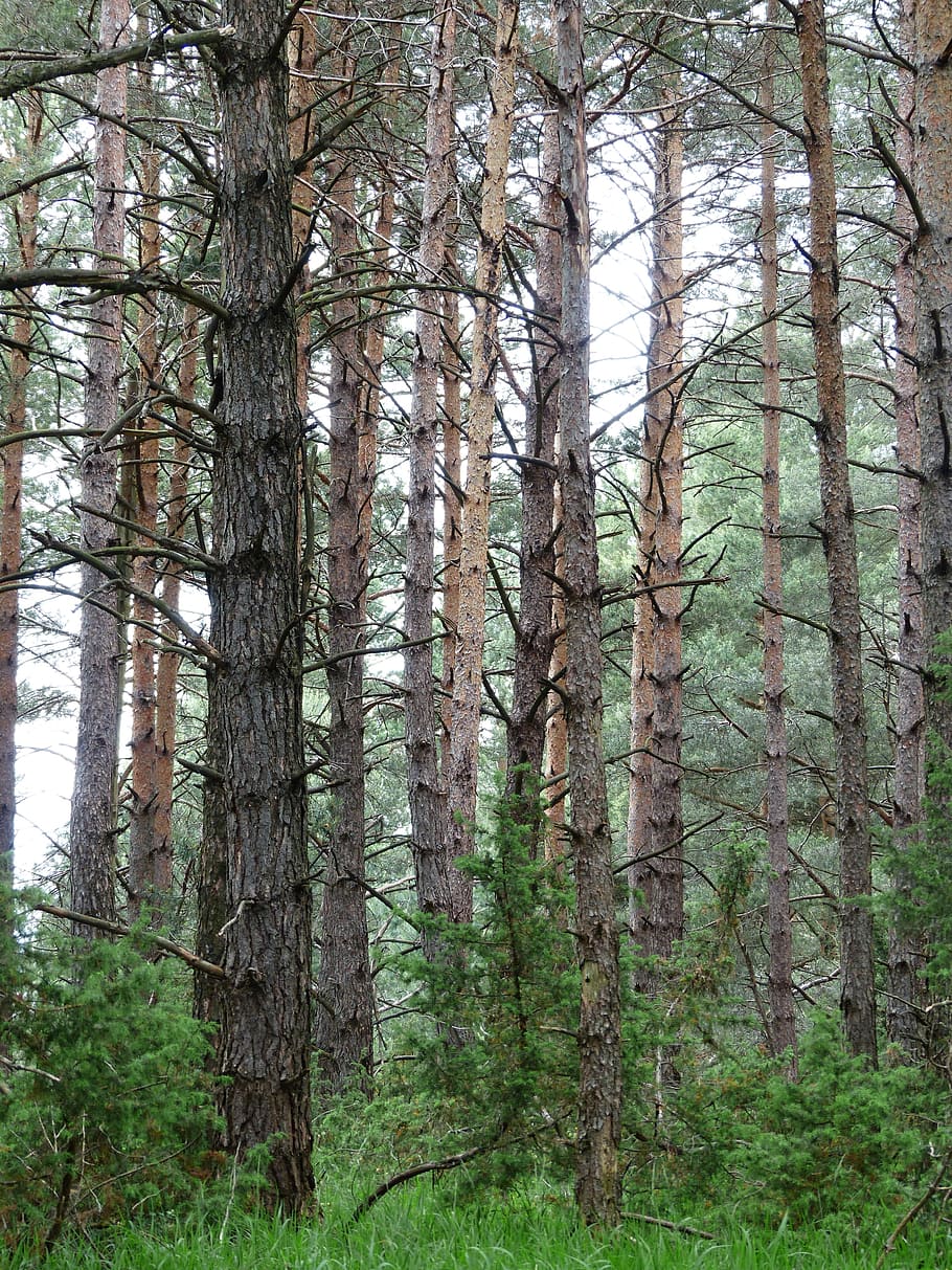 Bosque de pinos, troncos de árboles, bosque, árboles, silvicultura, pino, forlen, pinus, conífera, pinophyta