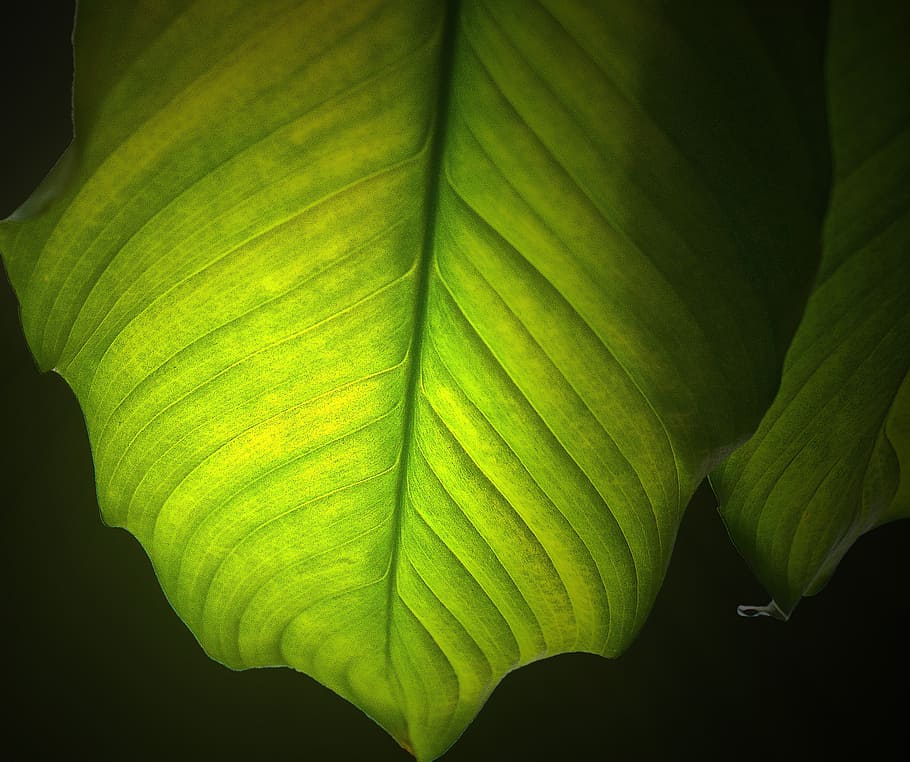 leaf, green leaf, nature, plant, the accuracy of the, the details of the, leaf texture, plasticity, the backlight, light