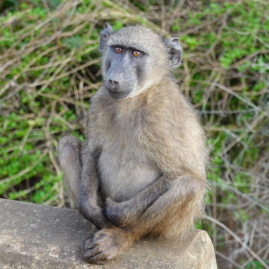 animal, south africa, monkey, afrique du sud, animal wildlife, animals in the wild, primate, mammal, one animal, sitting