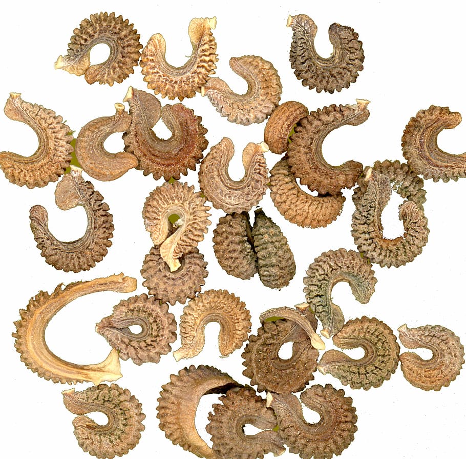 brown leeches, Seeds, Marigold, Calendula, cut out, food, food and drink, sugar, sweet food, white background