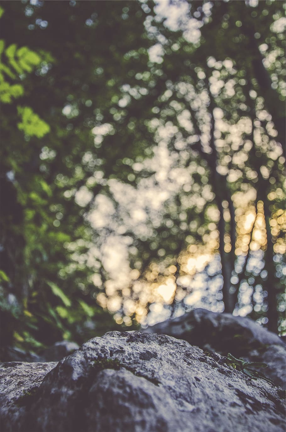 rocks, boulders, forest, blurry, tree, plant, nature, day, rock, rock - object