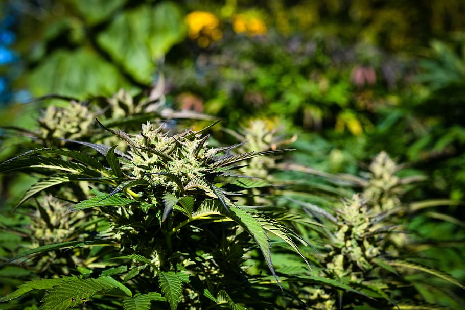 marijuana, weed, cannabis, hemp, plant, pot, leaf, medicine, herb, ganja