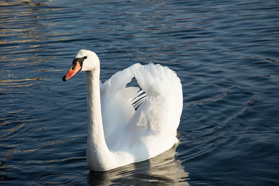 swan, sea, water, bird, white, blue, lake, nature, landscape, scenic