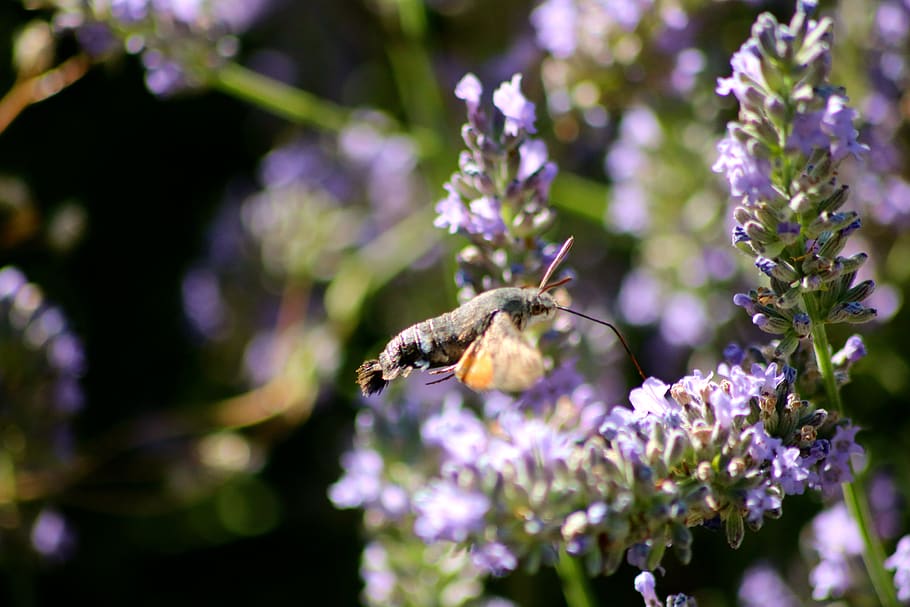 hummingbird hawk moth, moth, insect, proboscis, flying, wing, lavender, purple, flowers, nature