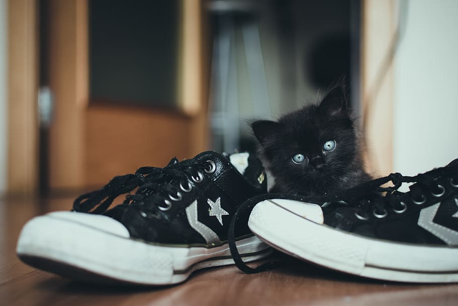 sepatu, sepatu kets, converse, tali sepatu, kucing, hitam, bintang, kulit, desain, lantai