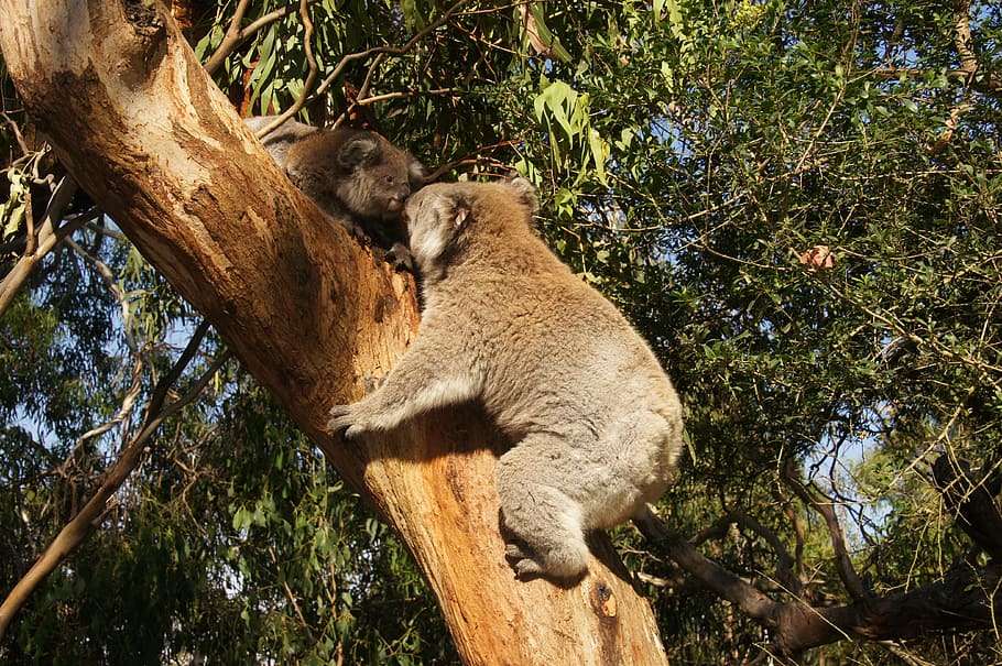 dos, koala, osos, tronco de árbol, australia, oso koala, perezoso, descanso, animal, conservación de la naturaleza