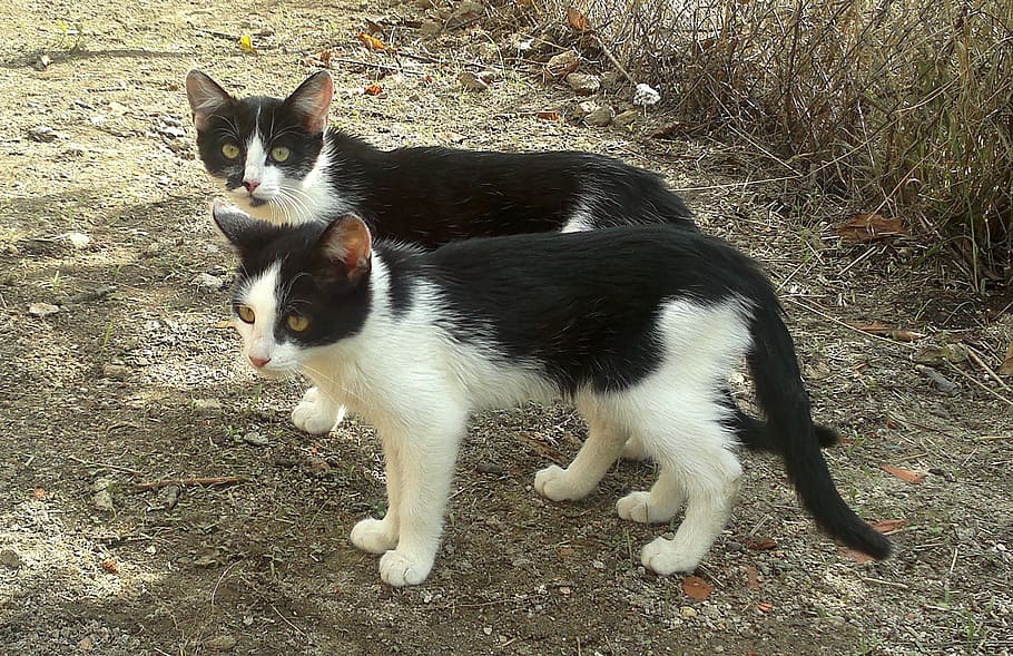two, adult tuxedo cats, cats, pet, animal, domestic, animal themes, pets, domestic animals, cat
