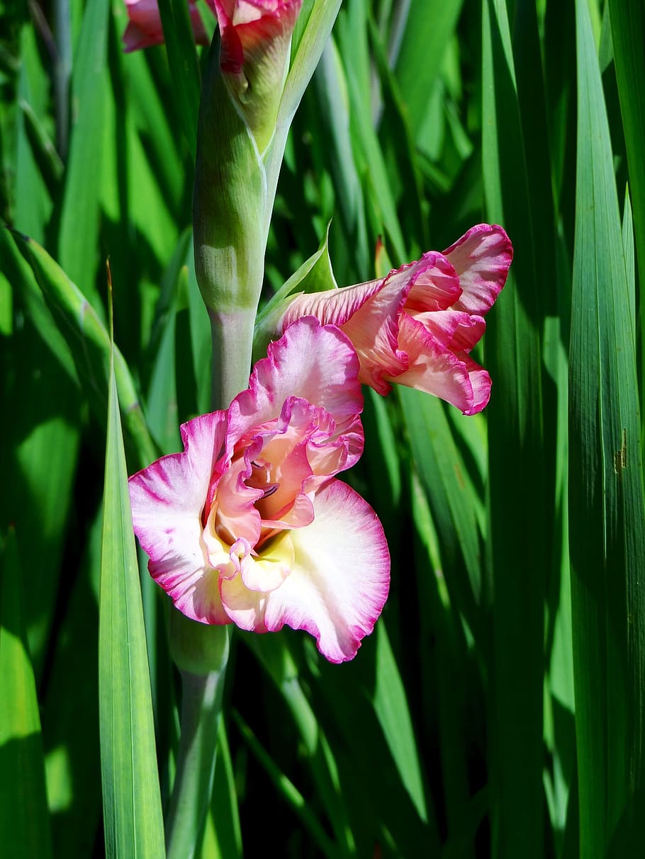 花 ピンクの花 自然 夏 アイリス 開花植物 植物 成長 花びら もろさ Pxfuel