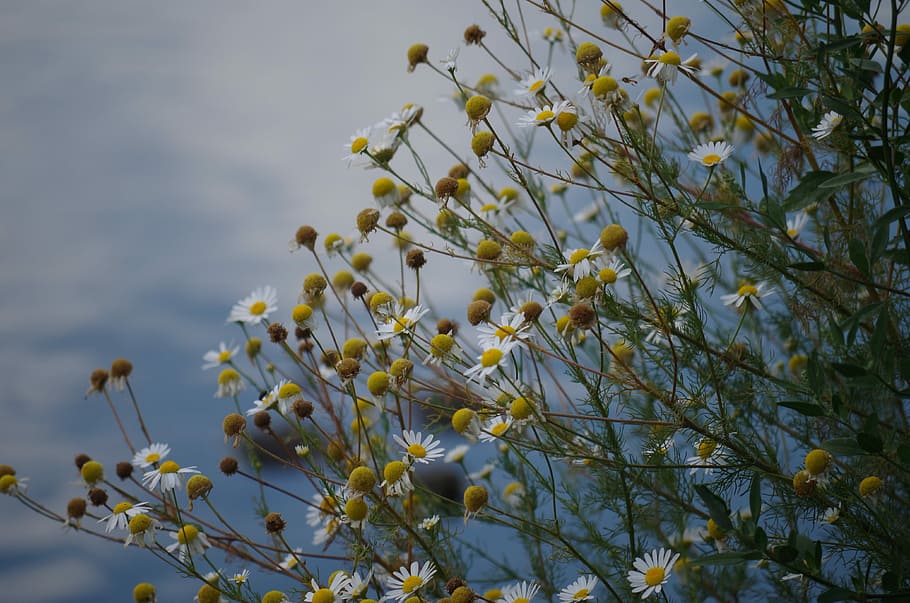 selective, focus photography, white, daisies, Chamomile, Flower, Plant, Herb, Tea, herb, tea
