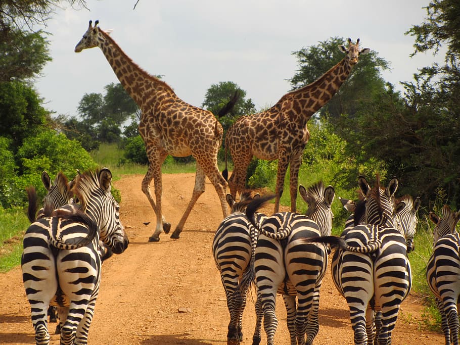 giraffe, zebra, walking, roadway, trees, zebras, tanzania, mikumi, national, park