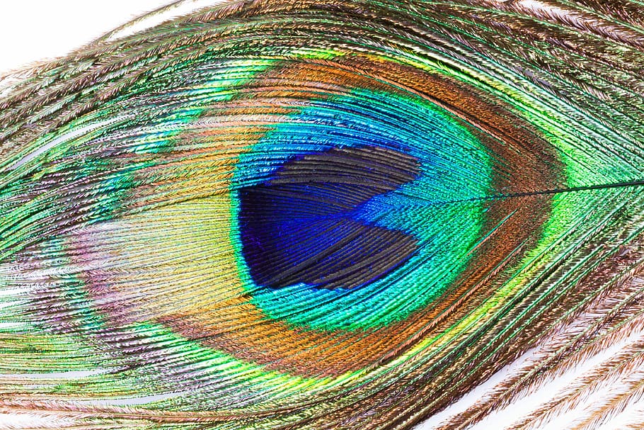closeup, peacock feather, eye, green, blue, brown, beige, abstract painting, structure, fund