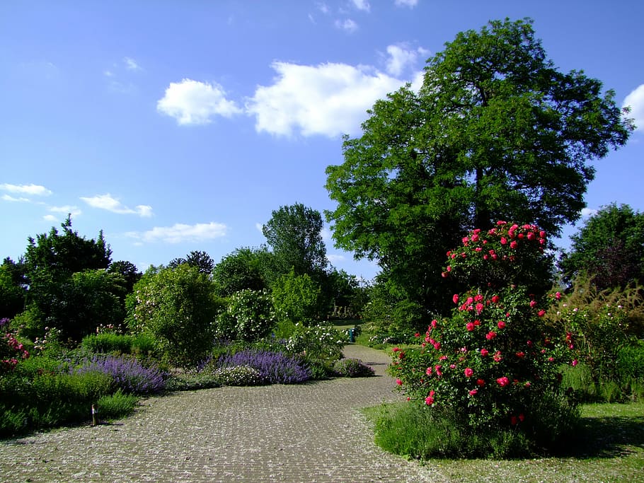 concrete, pathway, flowers, trees, white, blue, cloudy, skies, botanical garden, düsseldorf