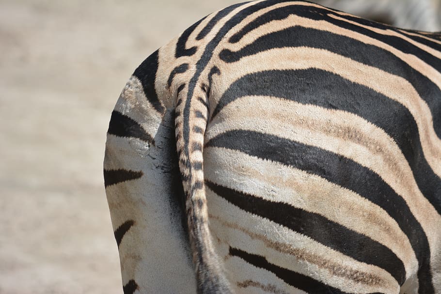 Animal, Zebra, Rear, from the rear, zebra crossing, horse, wild animal, no matter, striped, animals in the wild