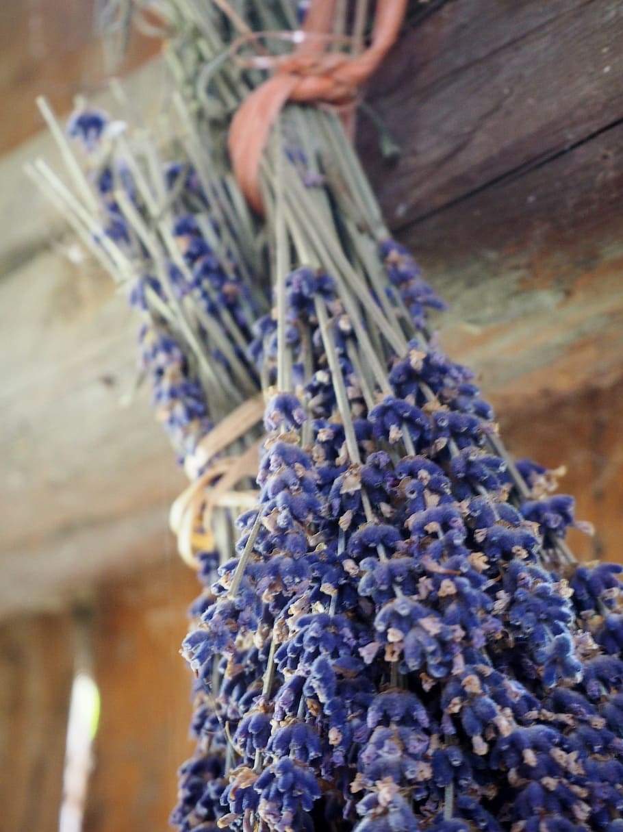 close, blue, petaled flowers, lavender, herb, dry, dried, herbs, nature, lavender flowers