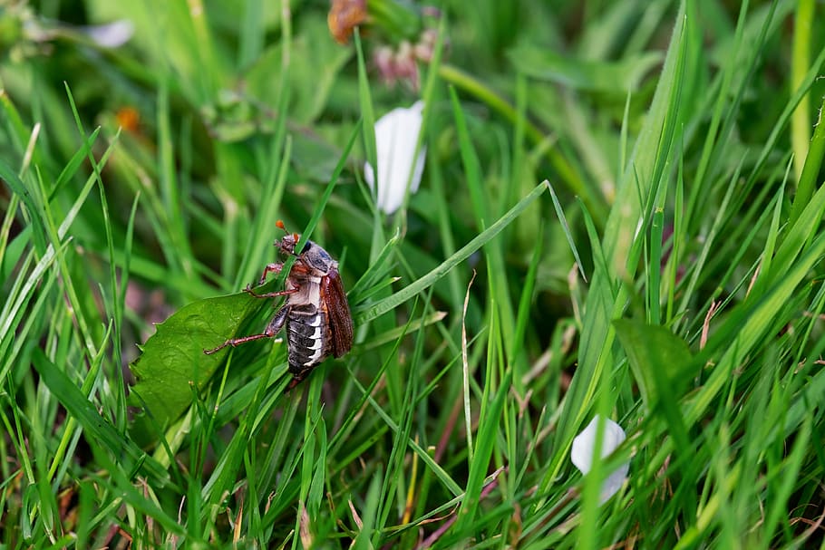 black, insect, green, grass field, maikäfer, beetle, animal, creature, spring, may