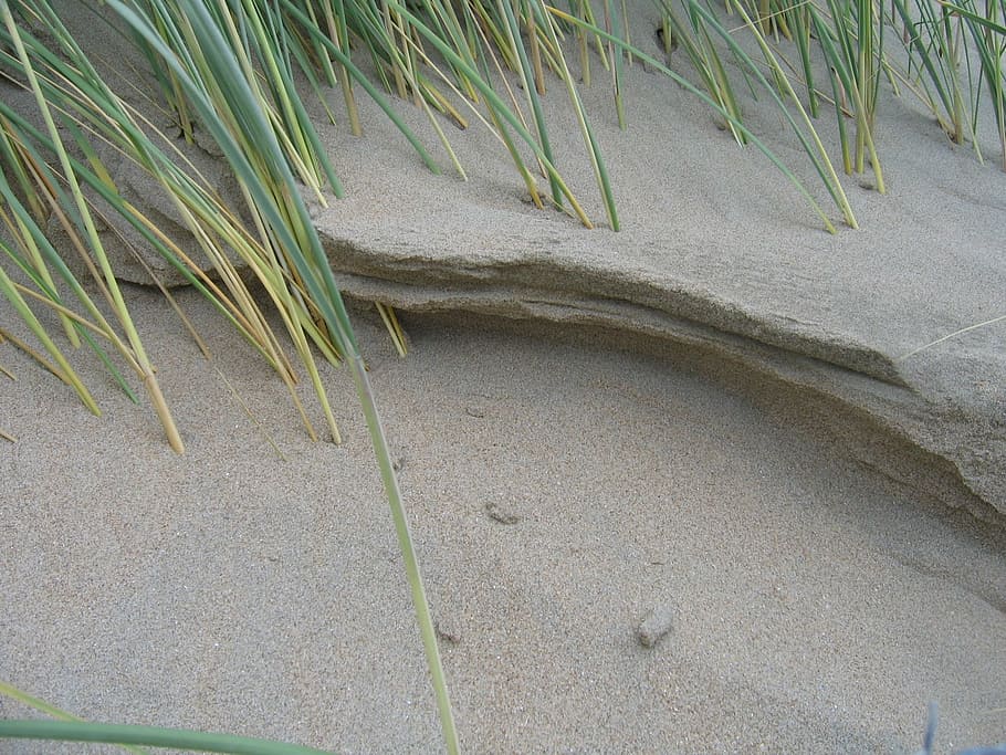 arena, playa de arena, extracto de la playa, planta, tierra, naturaleza, nadie, crecimiento, día, césped