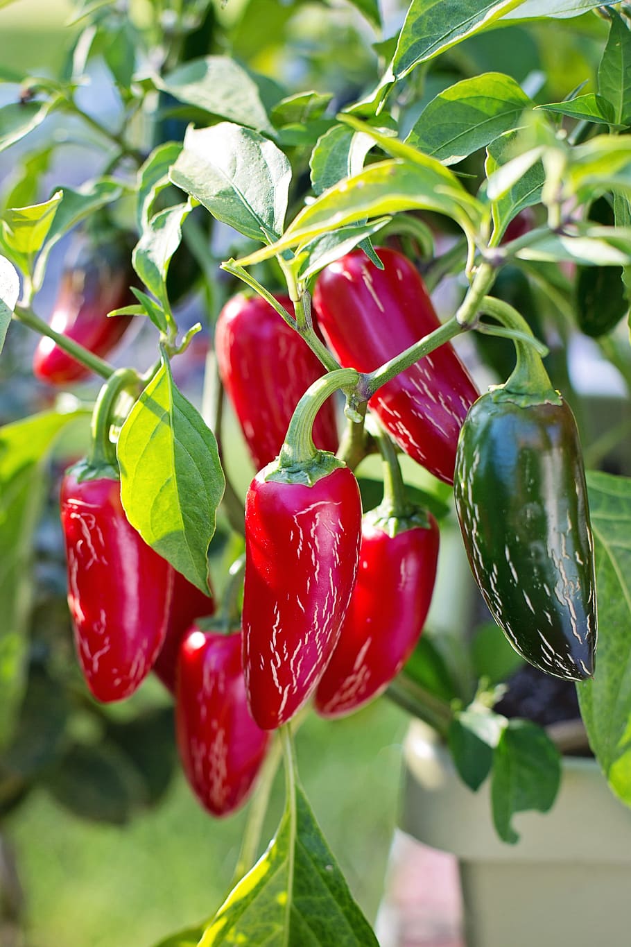 red, hot, chili pepper, jalapeno peppers, jalapeno, vegetable, chili, spicy, fresh, mexican