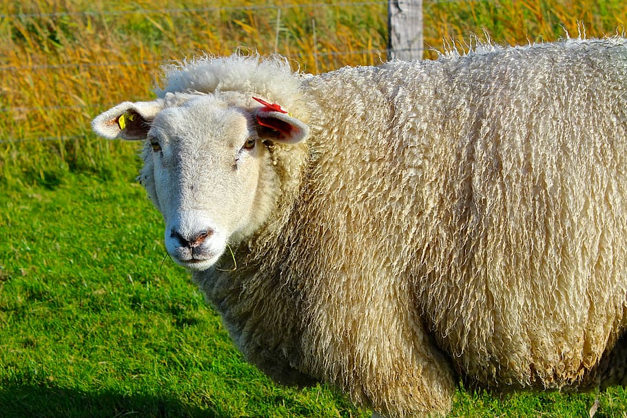 羊, 冬, コート, ウール, 冬のコート, 家畜, 草, 動物のテーマ, 1匹の動物, 哺乳類