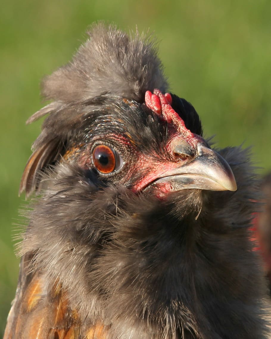 Chicken, Hen, Poultry, Free Range, range, easter-egger, bird, grey, beak, pets