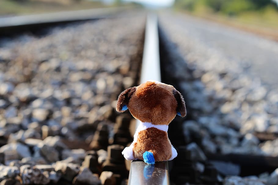 blanco, marrón, perro, felpa, juguete, tren ferroviario, detener el suicidio de los niños, oso de peluche esperando, amigo perdido, ferrocarril