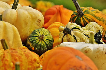 https://p1.pxfuel.com/preview/29/463/732/pumpkins-autumn-autumn-decoration-harvest-royalty-free-thumbnail.jpg